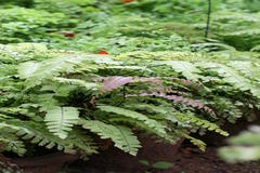 Adiantum caudatum